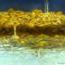 Autumn go Gentle into the Frost