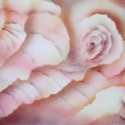 Peony Impression