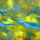 River in Woodland