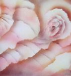 Peony Impression
