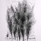Group of Trees